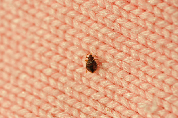 Bed-Bug-Treatment - Lafayette Best Pest Pros | Lafayette, CA | 925-940-6108