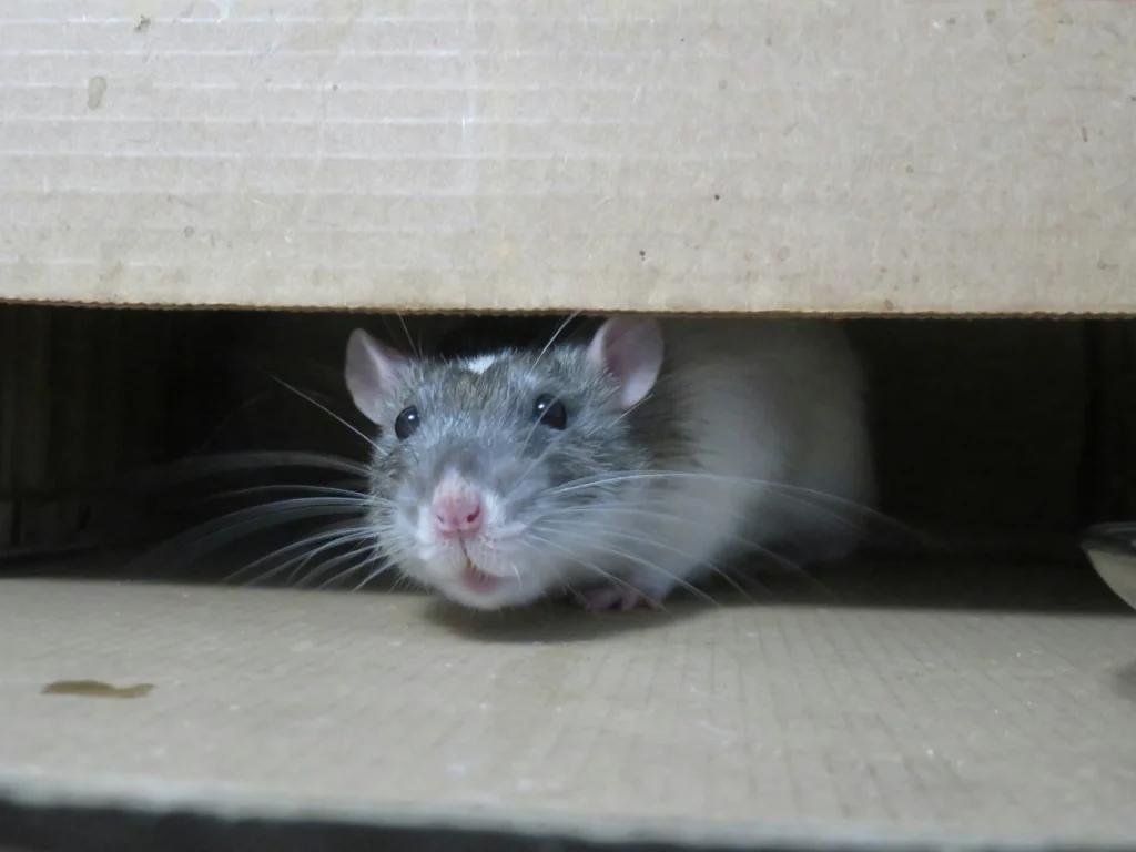 Common-Signs-of-a-Rodent-Problem - Lafayette Best Pest Pros | Lafayette, CA | 925-940-6108
