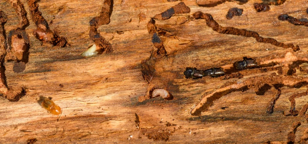 Is Your Home at Risk for Termite Damage - Lafayette Best Pest Pros | Lafayette, CA | 925-940-6108
