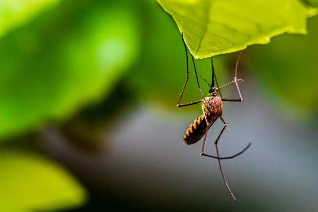 Mosquito-Control-for-Every-Outdoor-Space - Lafayette Best Pest Pros | Lafayette, CA | 925-940-6108