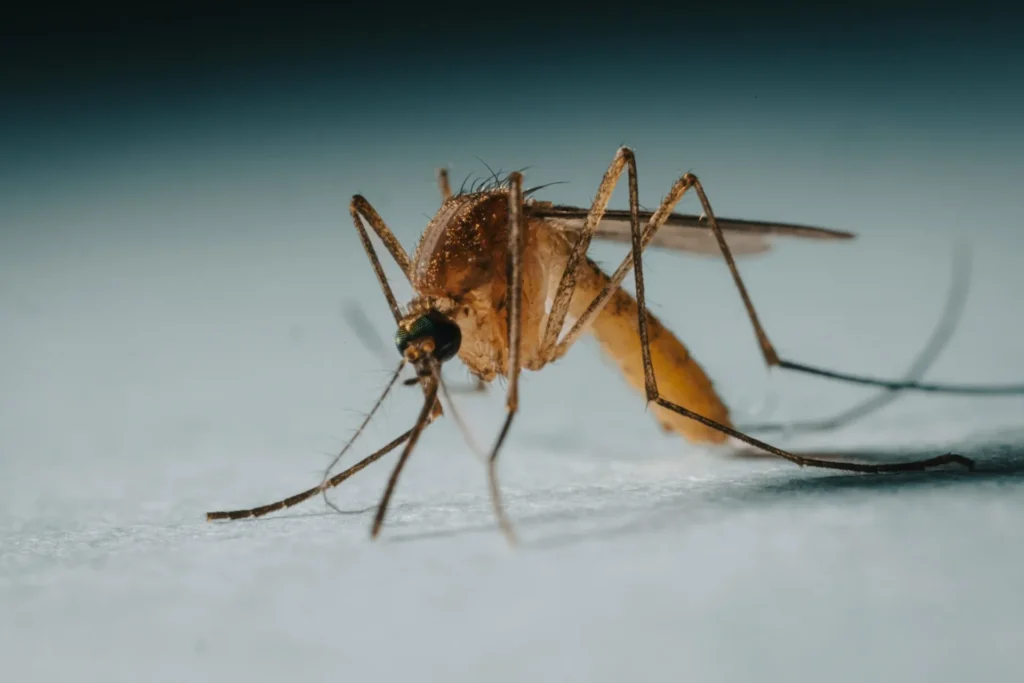 Protect Your Family from Mosquito-Borne-Diseases - Lafayette Best Pest Pros | Lafayette, CA | 925-940-6108