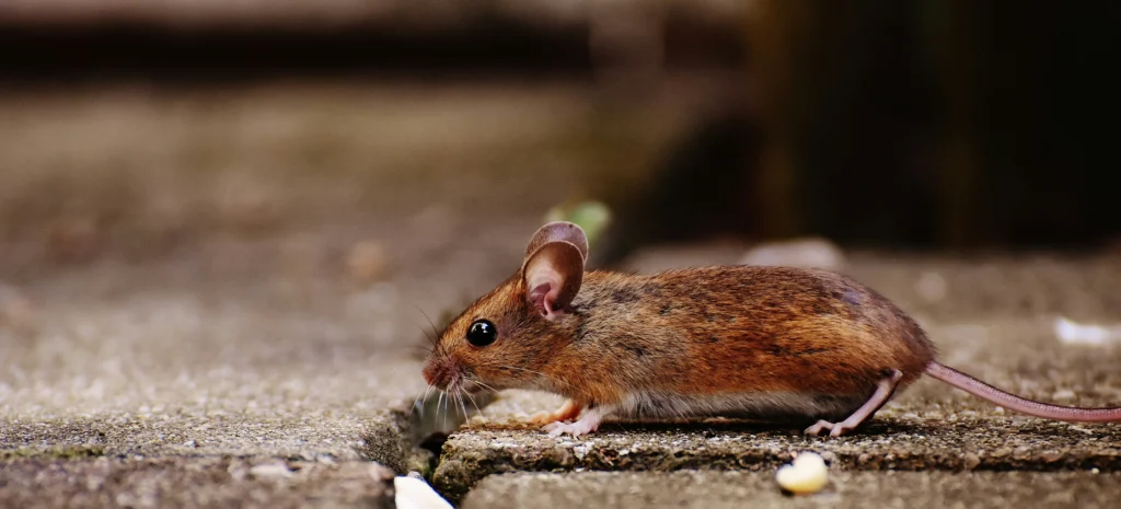 Residential-Commercial-Rodent-Solutions - Lafayette Best Pest Pros | Lafayette, CA | 925-940-6108