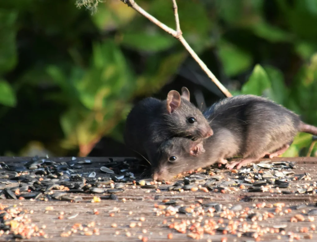 Rodent-Removal - Lafayette Best Pest Pros | Lafayette, CA | 925-940-6108