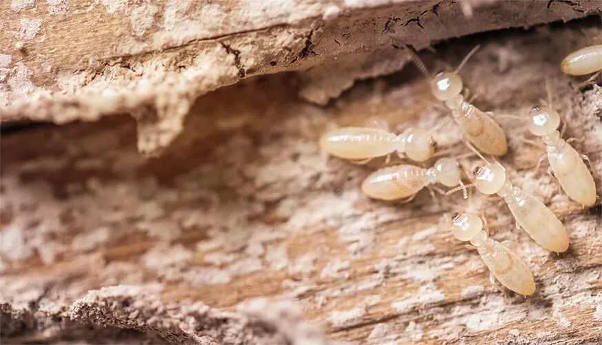 Signs You May Have a Termite Infestation - Lafayette Best Pest Pros | Lafayette, CA | 925-940-6108