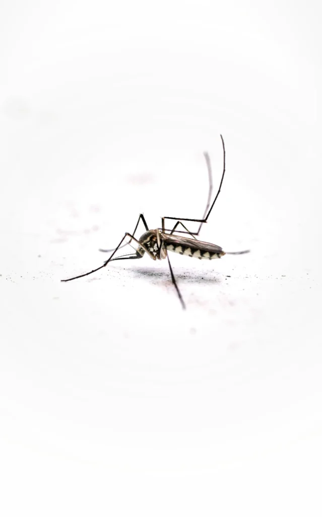 Tired of Mosquitoes Ruining Your Evenings - Lafayette Best Pest Pros | Lafayette, CA | 925-940-6108