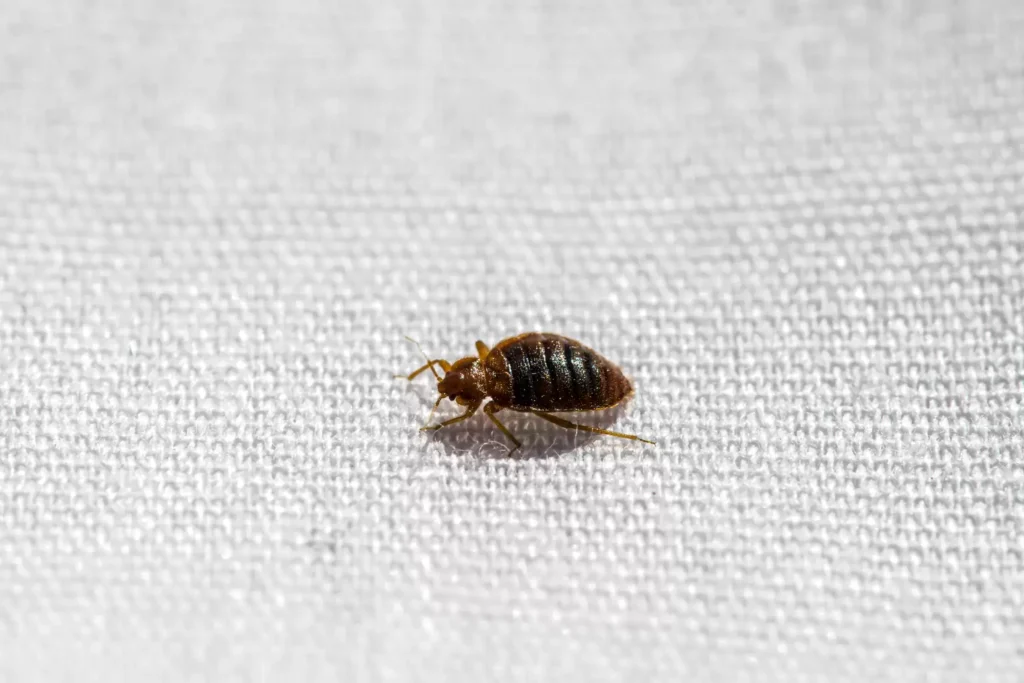 Why Bed Bug Heat Treatments Work Best - Lafayette Best Pest Pros | Lafayette, CA | 925-940-6108