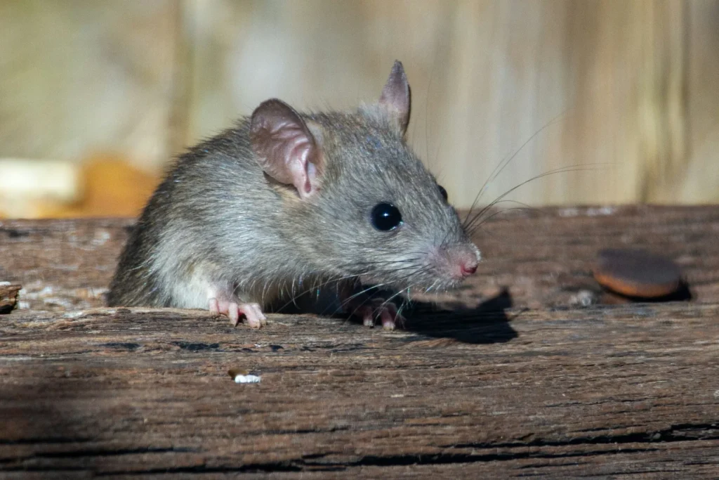 Why-Choose-Our-Rodent-Exterminators - Lafayette Best Pest Pros | Lafayette, CA | 925-940-6108